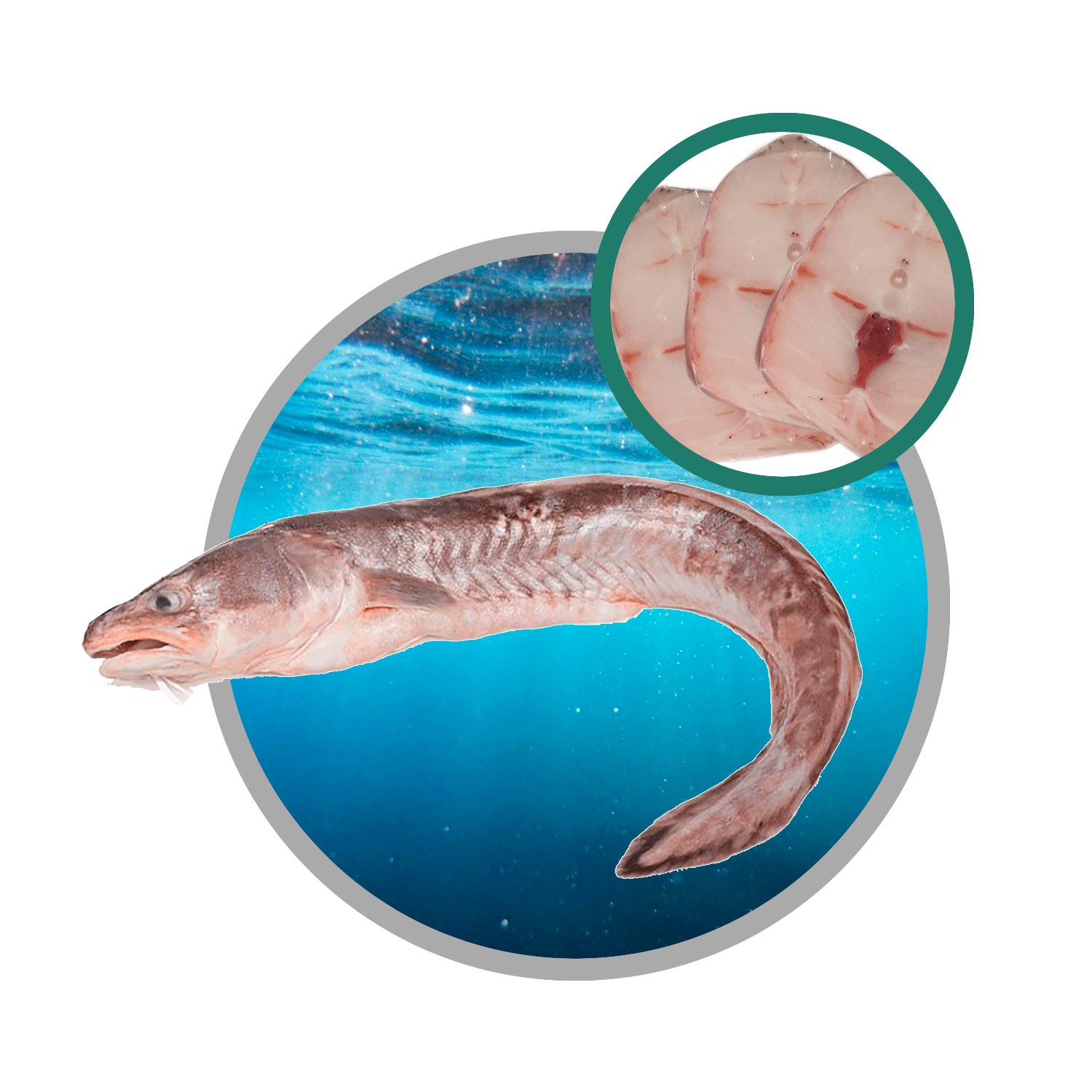 Congrio Dorado